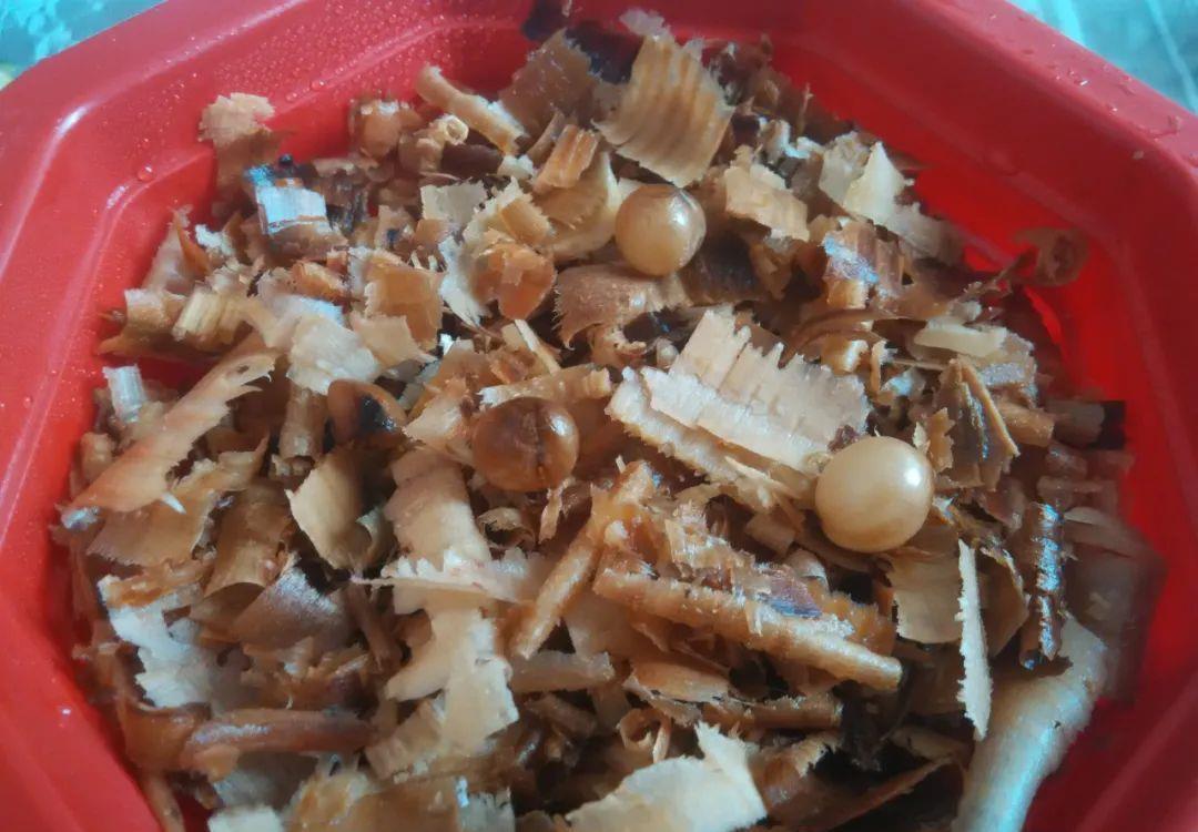 花盆|君子兰种子催芽很容易,只需简单操作几步,很快收获一盆苗儿