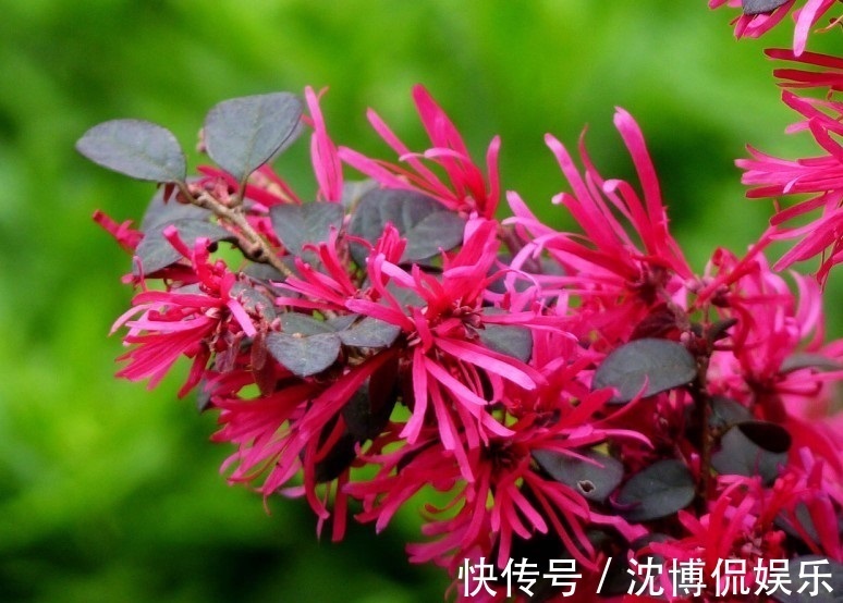 红继木|此花是我国特色的花卉之一,在我国已有多年的历史,适应性很强