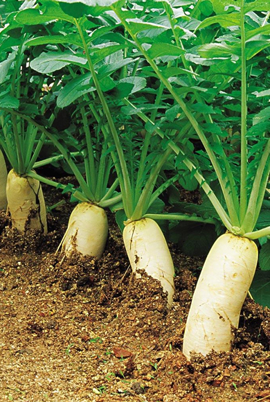 萝卜豆腐|白萝卜和此物一起吃，体内垃圾毒素没了，色斑没了，早知早受益