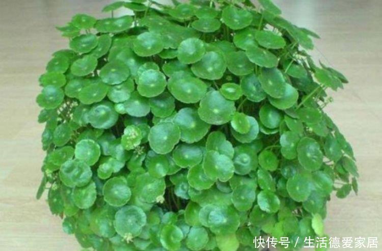 浇水|3种花很耐养,沾土就能活,浇水就疯长,夏季也能疯长不停