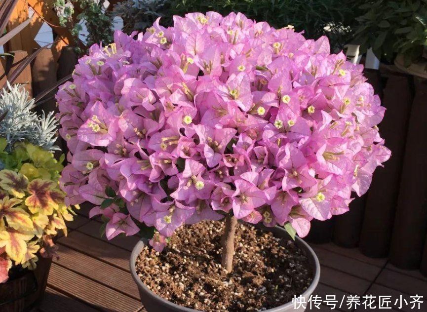 碱性|7种花如果不生长，米醋每月浇一“壶”，恢复生长，叶子绿油油