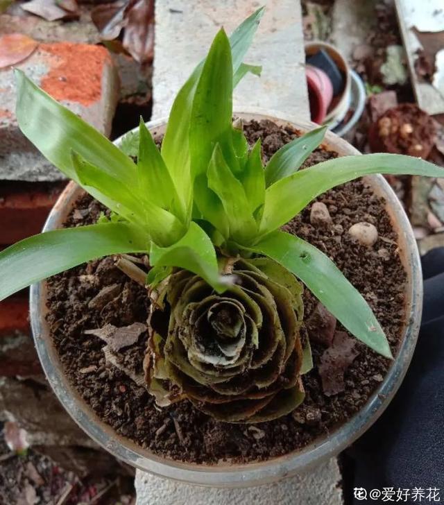 养花技巧这花不是一次性,开完别扔,还能再养7、8年