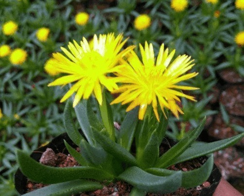 细数3种能开花的多肉,又萌又美,开花勤快,新手都能养好