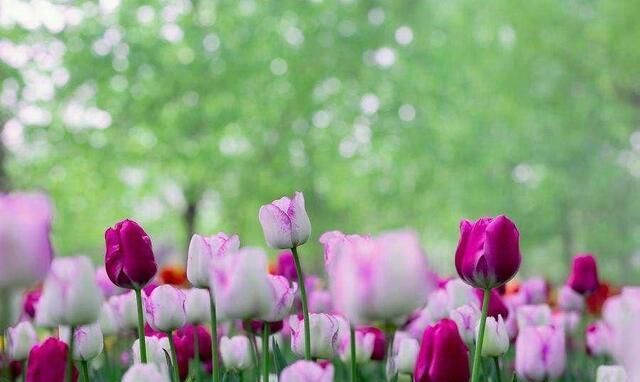 唐诗宋词$仅次于李清照的女词人,一首幽怨的闺怨诗词写出“断肠芳草远”