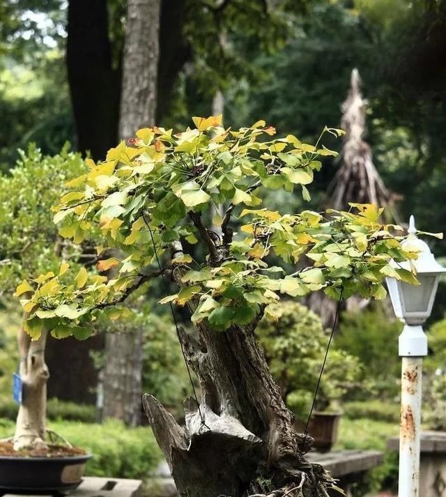 这4种“盆景树”，不仅观赏性高，寿命还特别长，越养越值钱