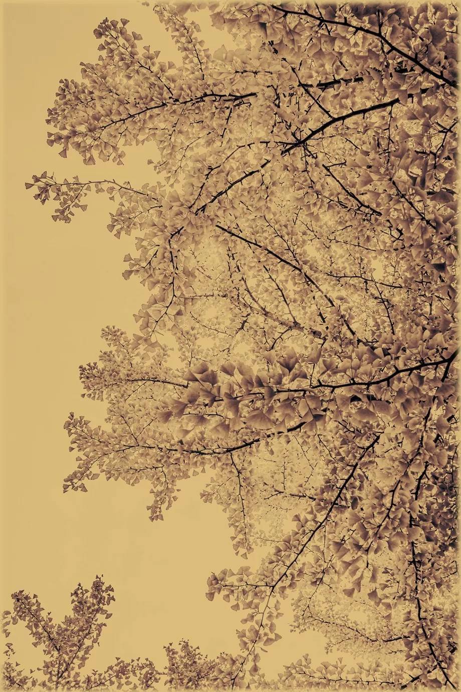 琉璃姬#涂鸦诗选十首 | 琉璃姬:只有天空还有暮色与稻草