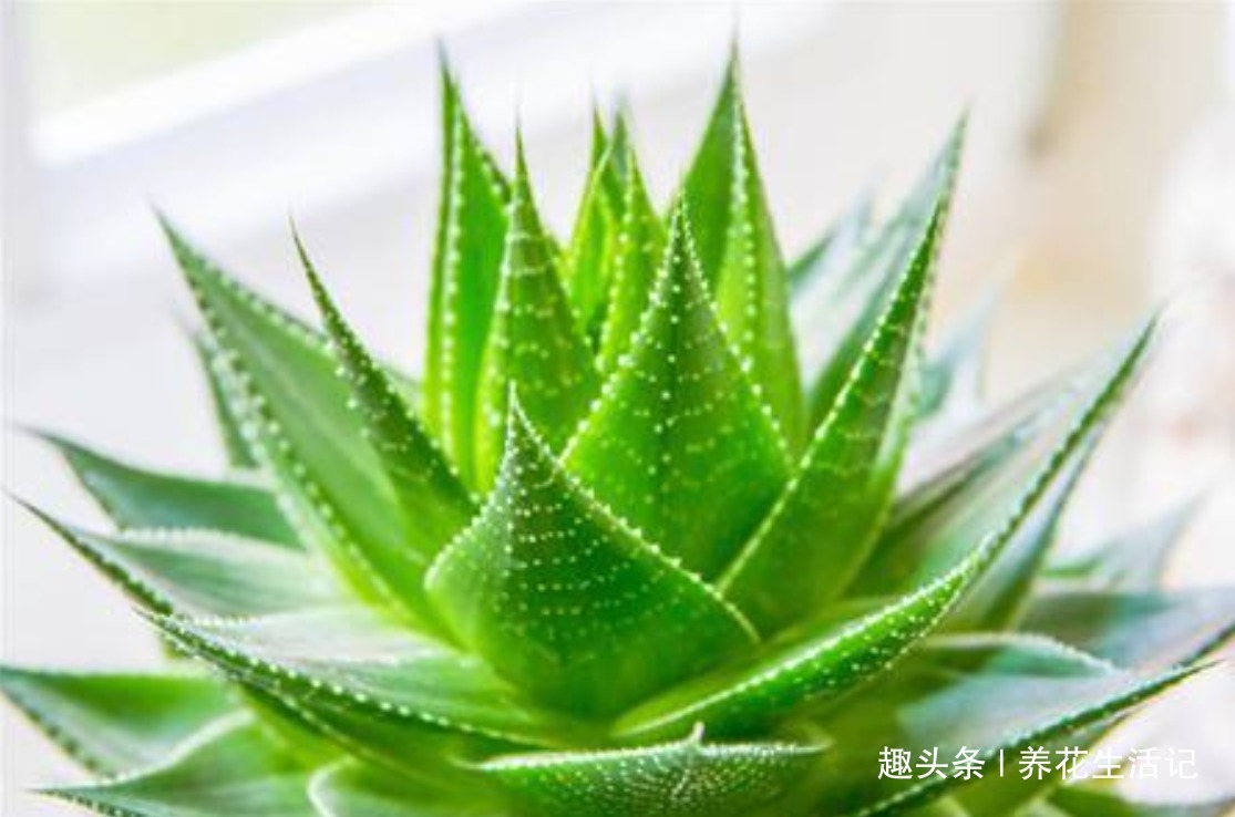 在家中养芦荟，叶子上有病斑，试试以下几种方法，能轻松解决！