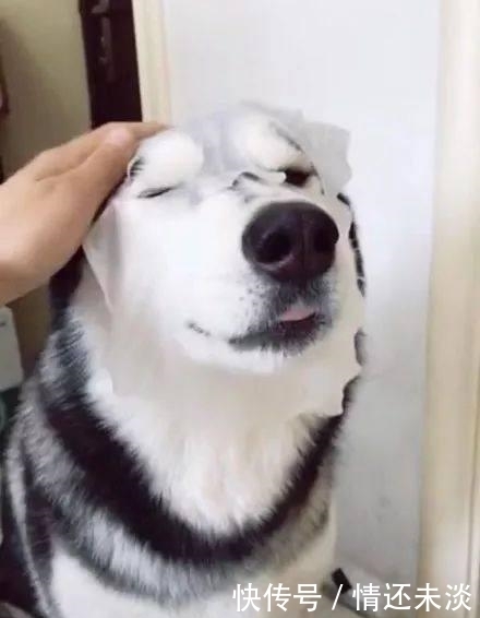 一只喜欢敷面膜的哈士奇,原来是哈士奇帅气的脸蛋是这样来的啊