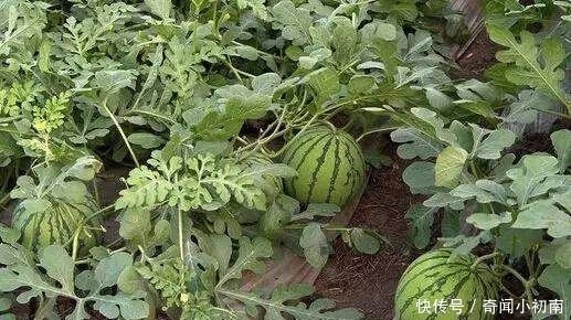 药葫芦|为什么没有人敢吃沙漠里的“西瓜”?