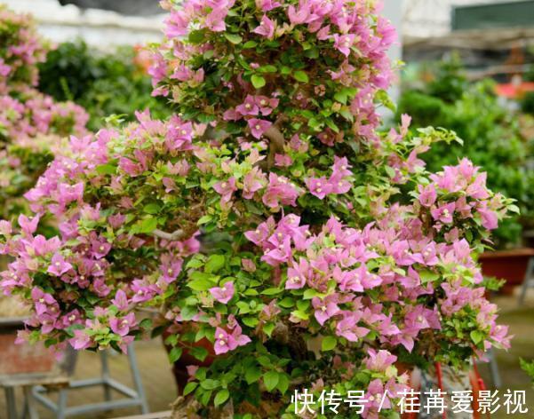 秋季盆栽三角梅，该如何保证枝干顺利开花？做到此4点就够了