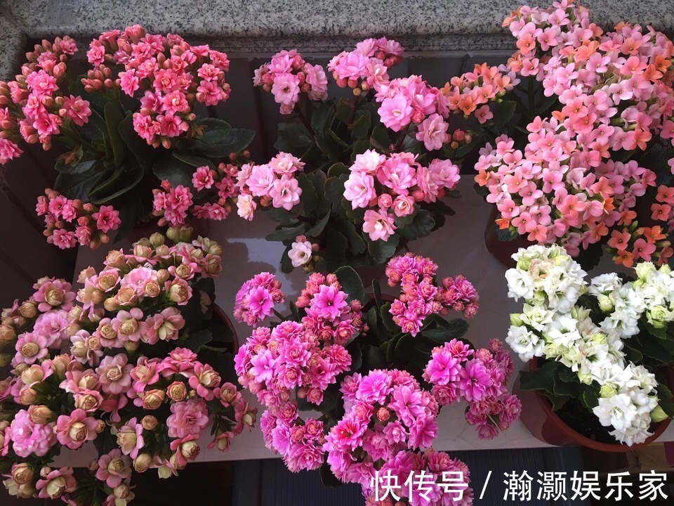 爆盆|让长寿花、天竺葵花朵开爆盆记住1个“时间表”，跟着学就行了