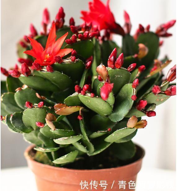 花苞|11、12月,长寿花蟹爪兰容易饿,7天喂1次,花苞挤着长