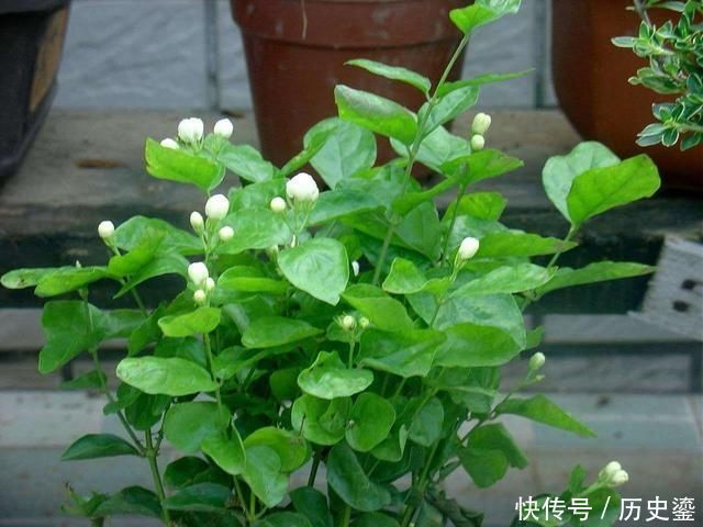 夏季|夏季养茉莉最合适,刚回家这样处理,不枯萎花量翻倍