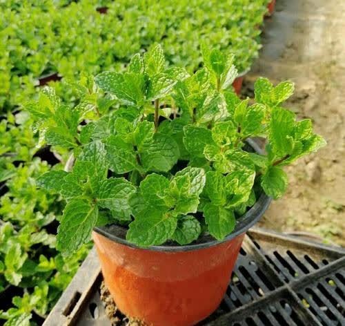 三月种上这些花，满足大水大肥大太阳，长势喜人装满盆！