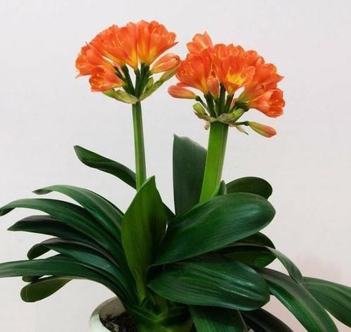 花朵|君子兰5年不开花今年做好这“3点”,花芽蹭蹭冒,花朵鲜艳