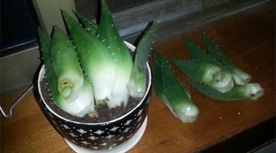 “这”4种花很贵,不要买,偷偷折一根枝,遇土就活,1毛钱不花