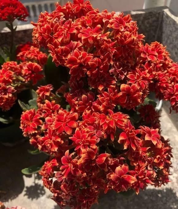 6种花,夏天一定要管住手,水一多就浇死,很多人不知道