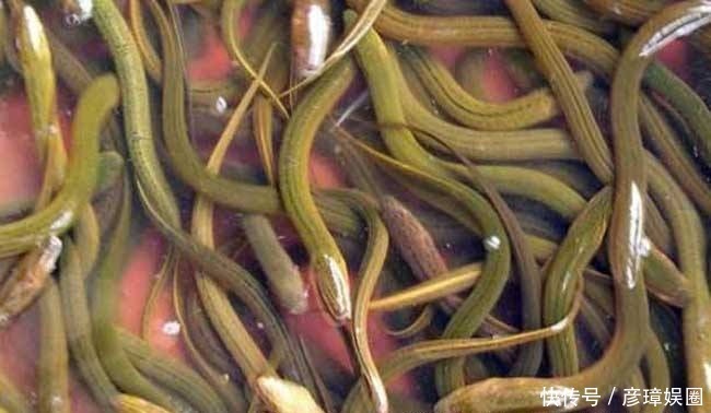 澳大利亚|日本政府被逼疯了：这样的生物入侵为什么不会发生在中国？