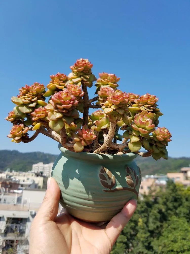 养肉三年，分享养肉经验，谈谈适合逆开挂区的多肉！