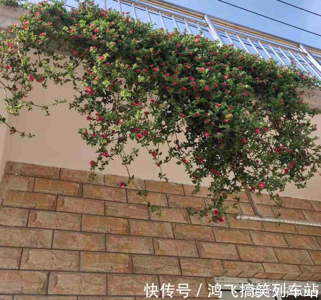 太阳花|养到烦人的花,盆都不够用,扔掉还很心疼