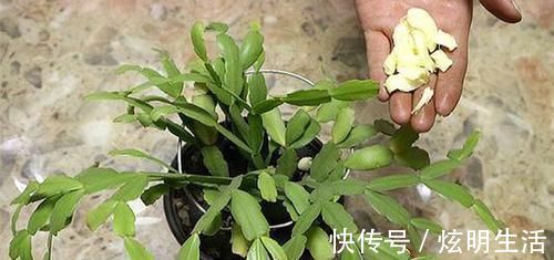 厨房里的1种调味料，用来养花，花苞呼呼长，养一盆旺一盆！