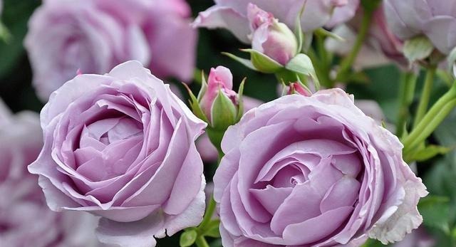 4种花很耐养，沾土就能活，开花爆盆很简单，家里变成小花园