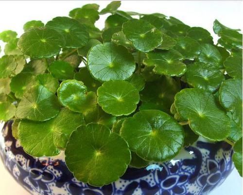 花盆栽|天然的生根液,路边捡几根,泡水或扔花土里,养啥都能爆盆