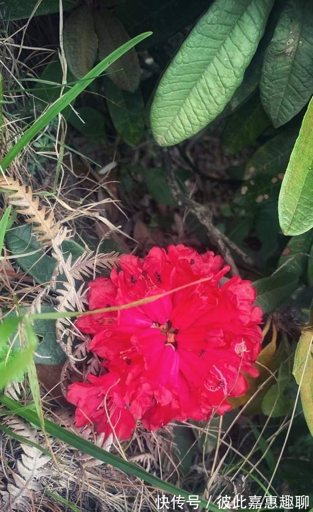 龙凤山|小众！徒步昆明寻甸龙凤山（图）