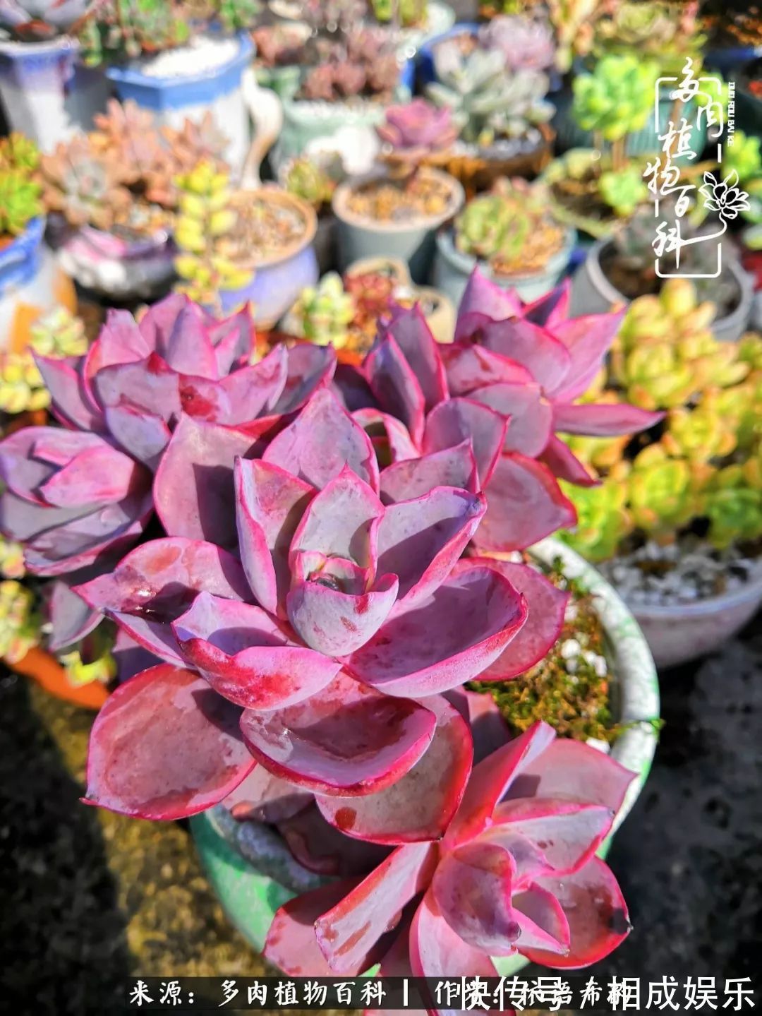 何以解忧，唯有多肉！目光所及，皆是喜欢！