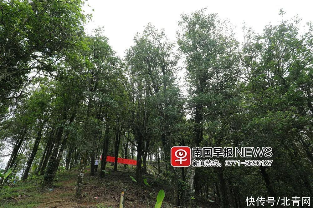 八角|总共能炖几斤肉？广西最大的八角古树林藏在这儿