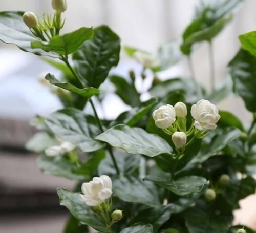 满天星|想茉莉多开花,只需做到这4点,让每盆都变成花海
