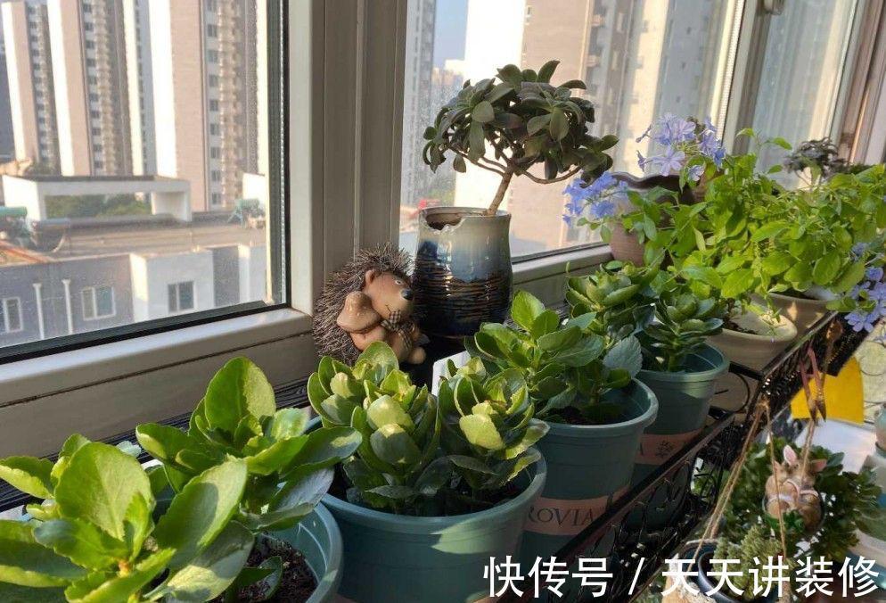 5种“漂亮花”，趁着秋天快扦插，7天就生根，年底就赏花