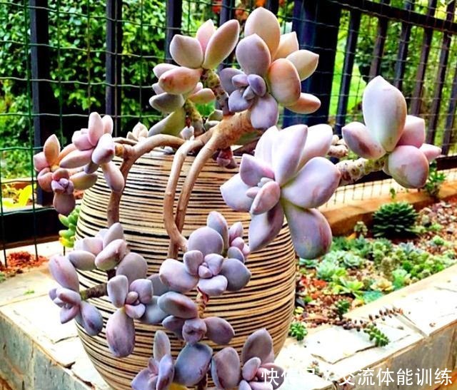 4种花,小苗“很便宜”,越养越“值钱”,聪明花友都喜欢!