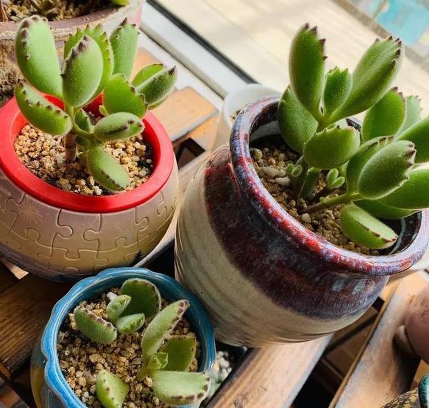 养殖多肉熊童子,盆栽谨记''3重点'',枝繁叶茂、爪子上色快