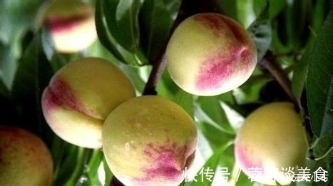 虫子|曾立下功劳的水果套袋，如今让果农苦不堪言，套袋技术会被取消吗