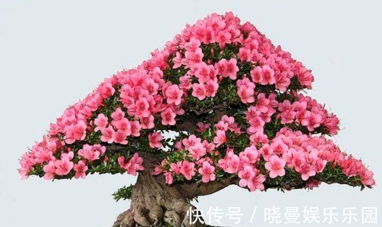 杜鹃花|“4种花”有钱人都偷着养,家里财运亨通,旺运一整年
