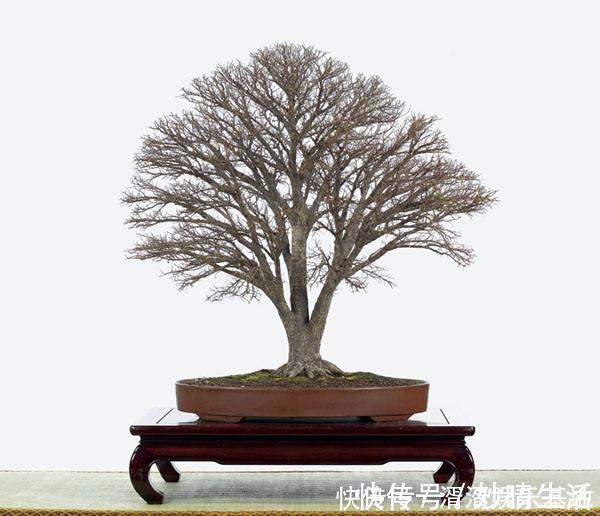 采摘|这盆景价值高，被人戏称“夺命芙蓉”，十分珍贵，树形最亮眼！