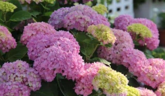 绣球长出花苞,别做“4件事”,否则花头小,甚至落花苞