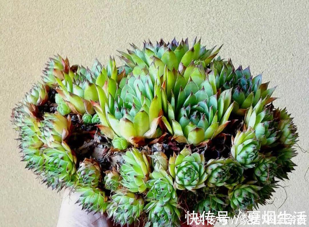 小球|养花达人:张大爷家的花,1年养成“大转盘”,1次冒出25个头!