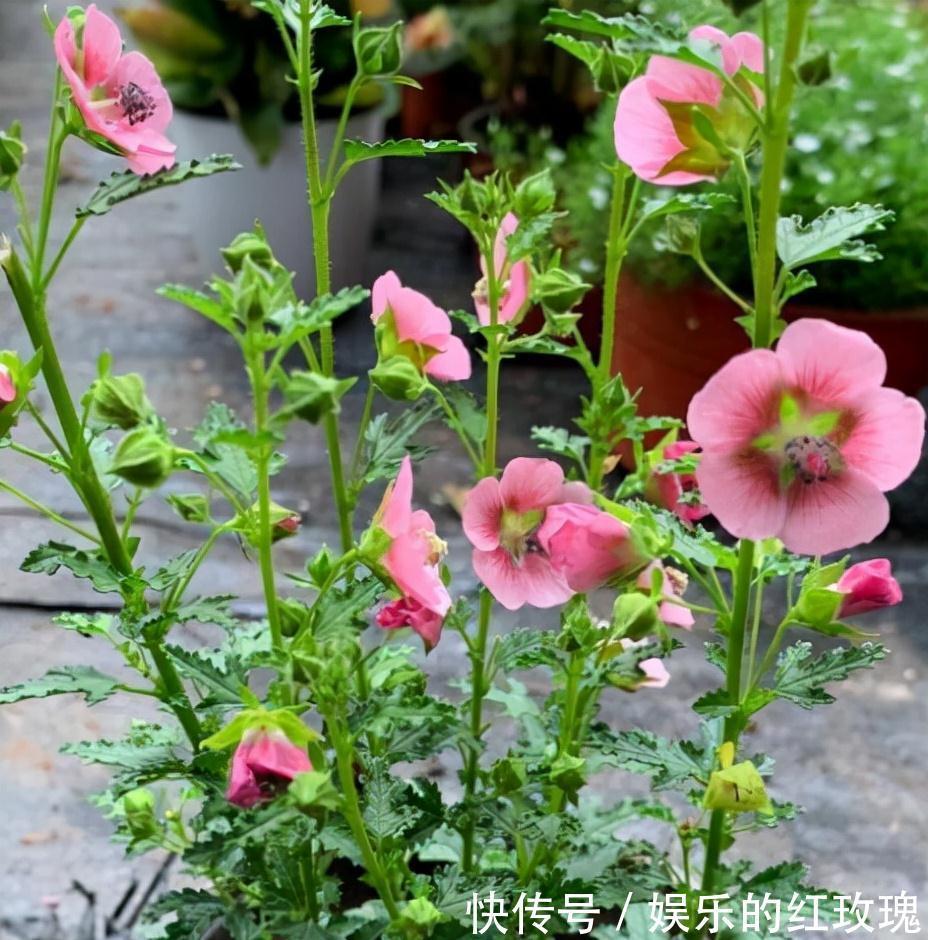 农历九月十八霜降后,养什么花?家里养3种花,高山不移碧水常流