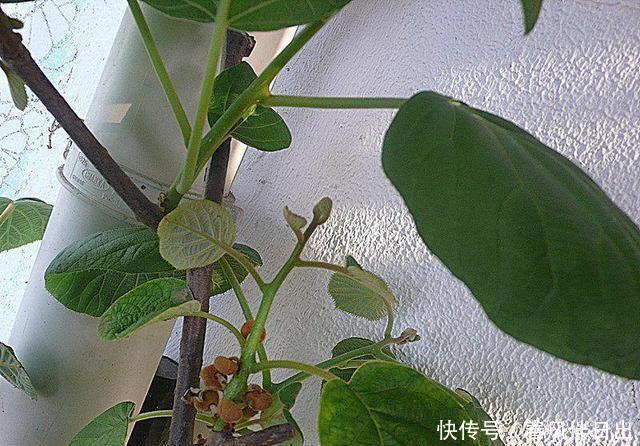 好吃|盆栽猕猴桃好吃又好看,简单几步可以试试