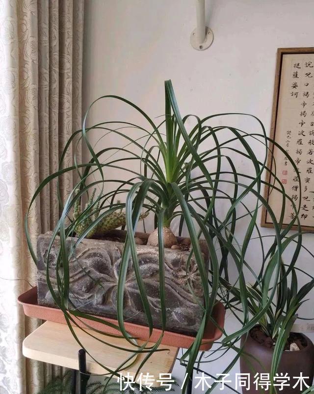 客厅养花就选这六种,寿命长、寓意好,省心又好养,你家养了几种