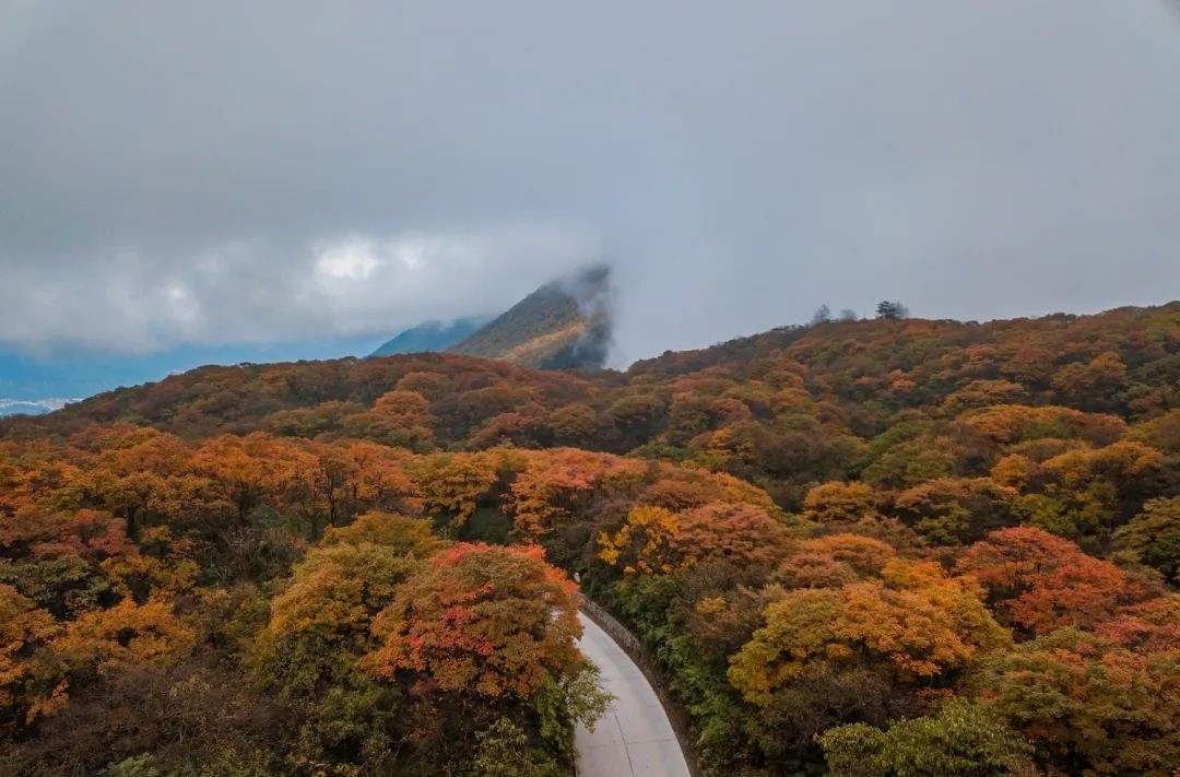 彩林|秋韵乐山，开启一场“红叶”之旅