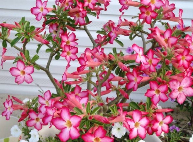 沙漠玫瑰如何养教你3个养护妙招,花开满枝头,花色艳丽