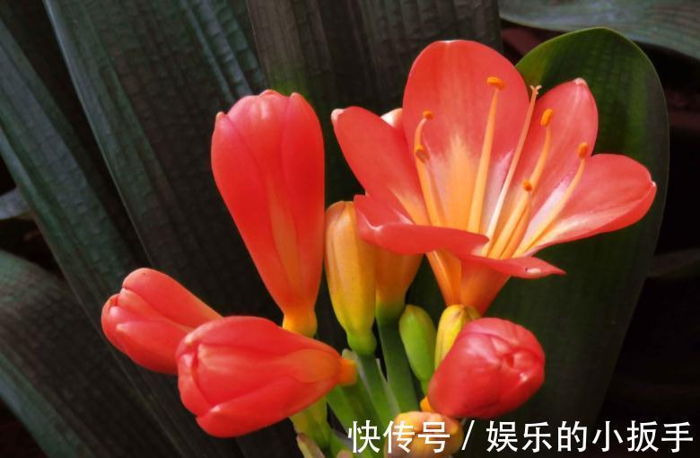 君子兰冬天不开花怎么办?打开1个小机关,盆栽当月就抽箭开花