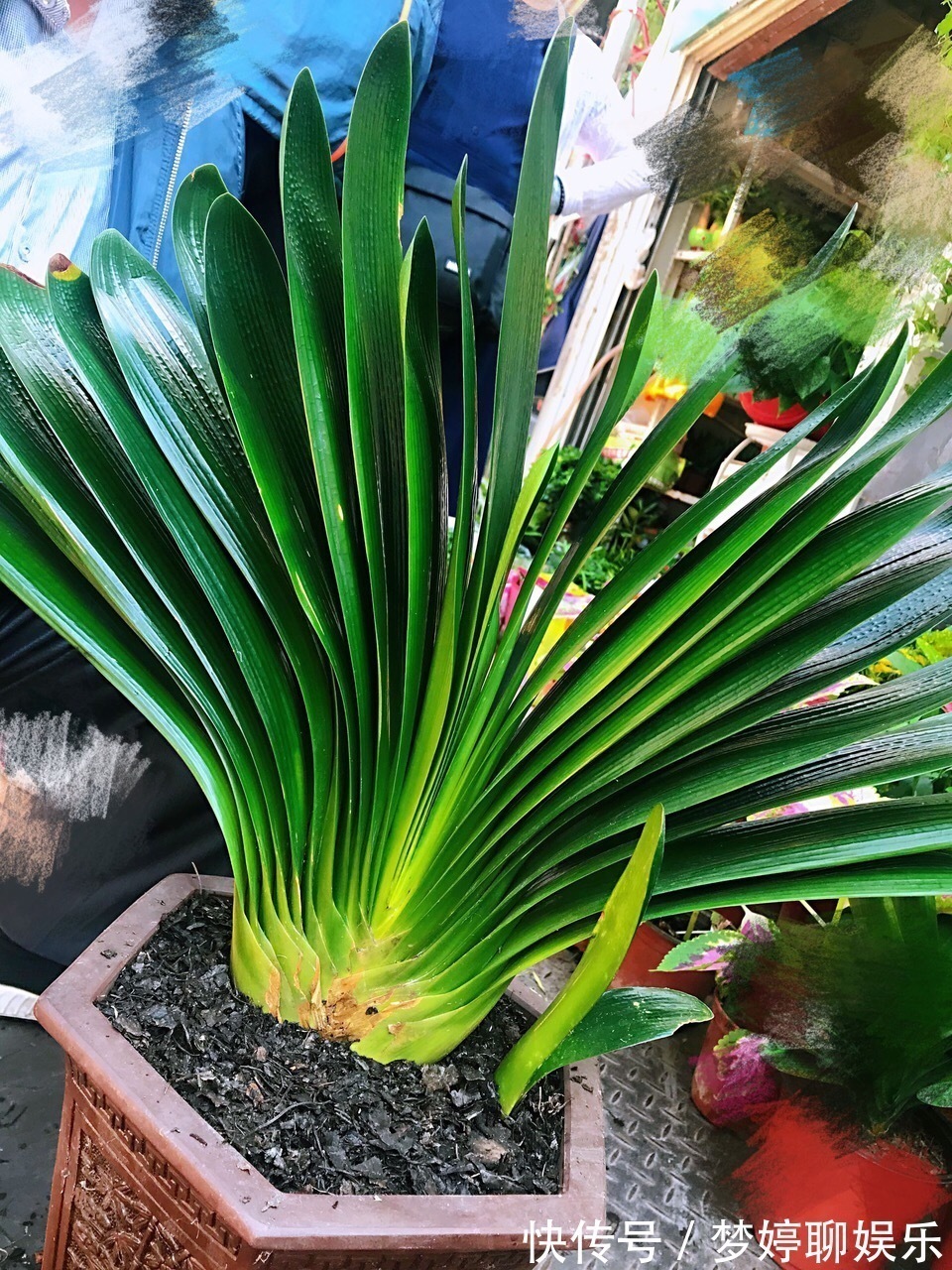植株|养君子兰,了解4个“原则”,新叶整齐、翠绿,入冬长出花箭