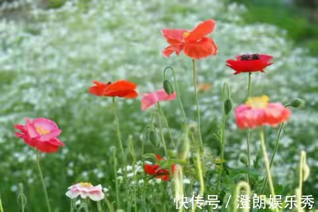 我妈|“为了避免婆媳矛盾,别让我妈照顾你月子了”可以,我有一个条件