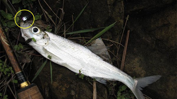 盛夏|民间钓翘嘴鲌鱼的五种方法,盛夏高温鱼难钓,这种鱼反而更好钓