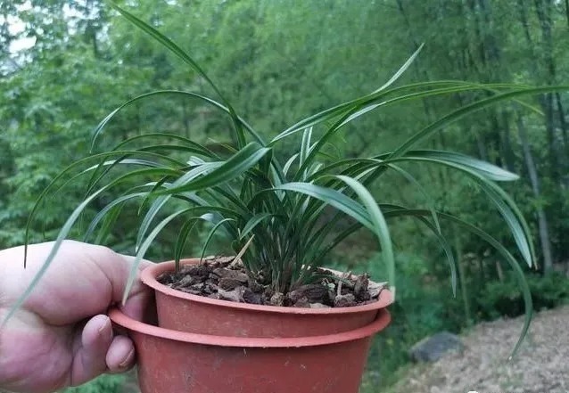 兰株|兰花能用透明的塑料盆养吗？新手兰友养兰花最怕什么？