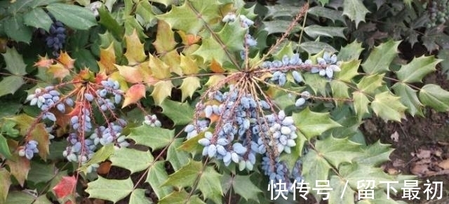 药理|这种“花”对人有“大功劳”,花朵一串串,是小感冒、痢疾大克星